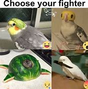 Image result for Funny Bird Memes