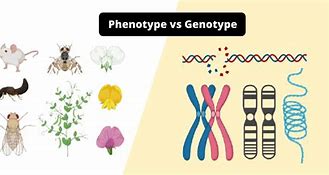 Image result for Genotype and Phenotype