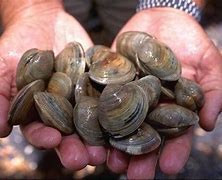 Image result for Clams in the Ocean