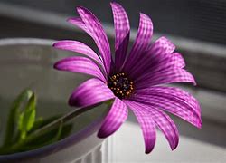 Image result for Cute Girly Flower Wallpaper