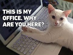 Image result for Work Office Cat Meme