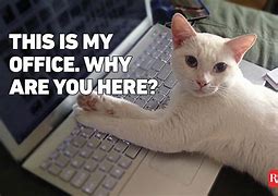 Image result for Which Cat Office Memes