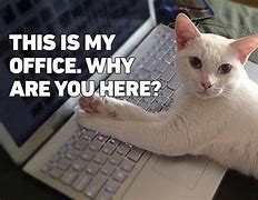 Image result for Funny Cat Memes at Work