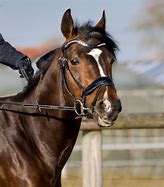 Image result for Horse Jockey Headshot