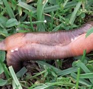 Image result for earthworms sexual reproduction
