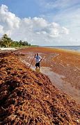 Image result for Sargassum Seaweed Florida