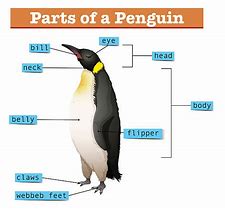 Image result for Anatomy of a Penguin