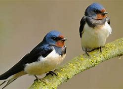 Image result for photo hirondelle