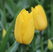 Tulipa Strong Gold 的图像结果