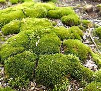 Image result for Mosses Examples