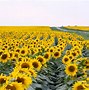 Image result for Sunflower Kindle Wallpaper