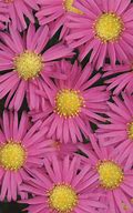 Image result for Aster Bahamas (r)
