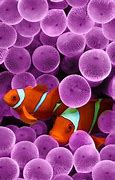 Image result for Apple Clown Fish Wallpaper