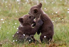 Image result for Cute Baby Cubs