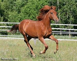 Image result for Chestnut Horse Running