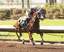 Image result for Sports Horse Racing