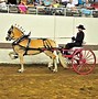 Image result for Draft Horse Harness Hangers