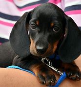 Image result for Cute Dachshund