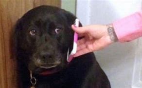 Image result for Dog Answering Phone Meme