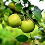 Image result for Green Apple Bulbs