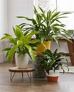 Image result for Indoor Potted Plants