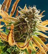 Image result for 3Chi Fire OG