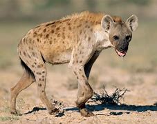 Image result for hyenas 