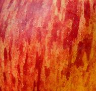 Image result for Apple Fruit Texture