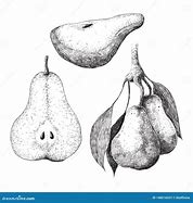 Image result for Black and White Engraving Pear