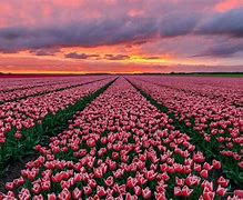 Image result for Amsterdam Tulips Background HD