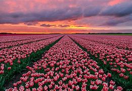 Image result for Wallpaper Tulip Fields Netherlands