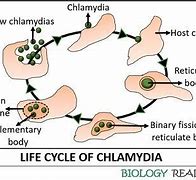 Image result for Chlamydia Man