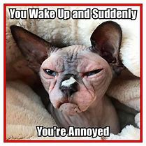 Image result for Funny Sphynx Cat Memes