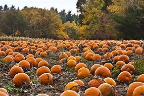 Image result for Fall Pumpkin iPhone Backgrounds