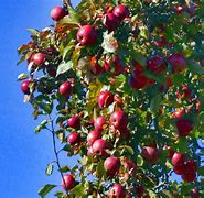 Image result for 4 Red Apple's