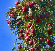 Image result for Wild Apple Tree