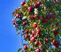 Image result for Apple and Cherry Hybrid