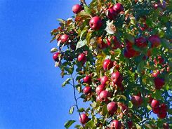 Image result for Apple's On the Tree