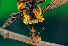 Image result for Strong Ant