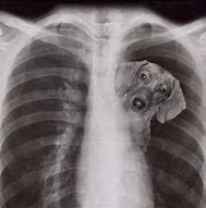 Image result for Dawg in Me X-ray