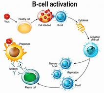 Image result for Memory B-cell Response