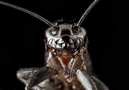 Image result for Cricket Face Insect Cartoon