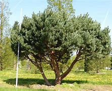 Image result for Pinus sylvestris Watereri