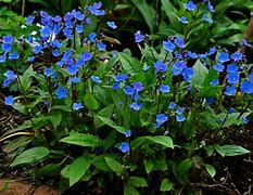 Image result for Omphalodes cappadocica Cherry Ingram