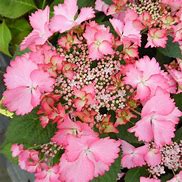 Image result for Hydrangea macrophylla French Cancan