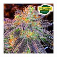 Image result for African Kush