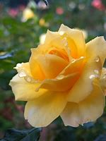 Image result for Rose Gold Flower Aesthetic