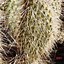 Image result for Opuntia polyacantha