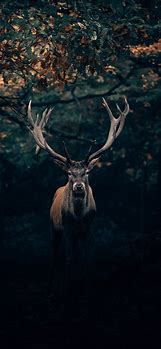 Image result for Hunting Wallpaper iPhone