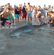 Image result for Tiger Shark Beach